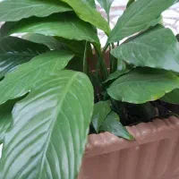 حراج گل|گل و گیاه طبیعی|بابل, |دیوار