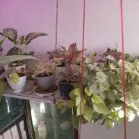 گل و گیاه|گل و گیاه طبیعی|گلبهار, نوبهار|دیوار