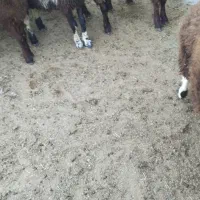 بره نر|حیوانات مزرعه|رضویه, |دیوار