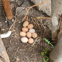 تخم مرغ لاری اصیل نطفه دار