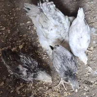 جوجه گلین و جوجه پاپر