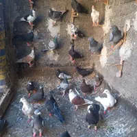 کفتر بوم زدو خوردی