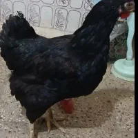 مرغ تخمگذار رسمی