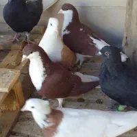 رنگی وسیاهپوش|پرنده|محمدیه-قزوین, |دیوار