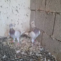 کبوتر پیازی|پرنده|وحدتیه, |دیوار