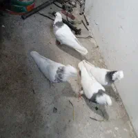 ۲ جفت کبوتر طوقی