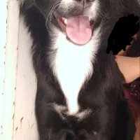 سگم گم شده|حیوانات|تربتحیدریه, یحیی آباد|دیوار