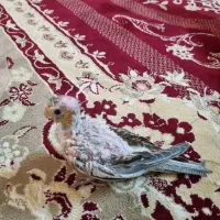 جوجه عروس هلندی و ی نر سفید|پرنده|کازرون, |دیوار
