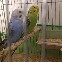 مرغ عشق انگلیسی و طوطی برزیلی مولد|پرنده|کرج, اسدآباد|دیوار
