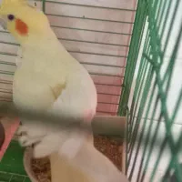 لوتینو مولد ماده آماده جفت مست