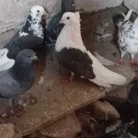 کبوتر کشتنی پروندنی