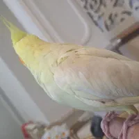 طوطی کاکاتیل (عروس)|پرنده|تبریز, |دیوار