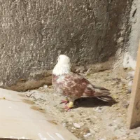 کفتر کلاغ رسمی