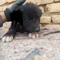 توله سگ قدرجونی