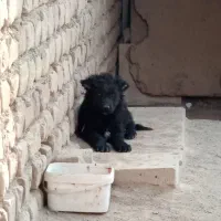 واگذاری قدرجونی اصل|سگ|کاشان, طاهرآباد|دیوار