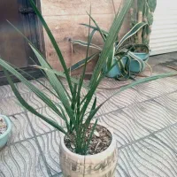 نخل خرما نهال 5 ساله