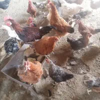 فروش مرغ و خروس|حیوانات مزرعه|بختگان, |دیوار