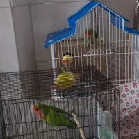 طوطی برزیلی مولدنروماده باجوجه