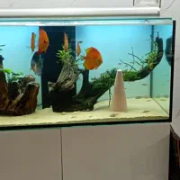 آکواریوم ریملس