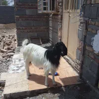 گتاچ
