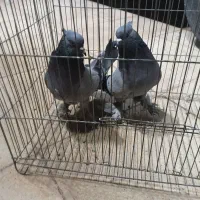 کبوتر سبز کلاهی پرپا