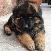 پاگ|سگ|بوشهر, |دیوار