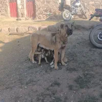 واگذاری|سگ|سراب, |دیوار