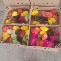 جوجه رنگی و بومی