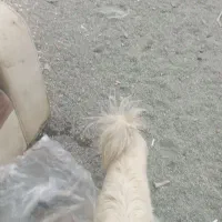 یدونه سگ پا کوتا ماده خیلی قشنگ  تمیز میروشم