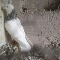 توقی هفت رنگ