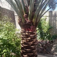 هرس کردن نخل