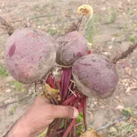 فروش بذر چغندر لبو|گل و گیاه طبیعی|اهواز, بهارستان|دیوار