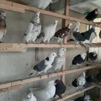 80طوق غریب گیری|پرنده|چهاردانگه (تهران), |دیوار