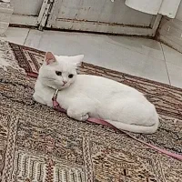 گربه اسکاتیش