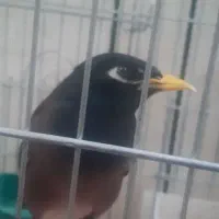 مرغ مینا سخنگو و کم سن و سال