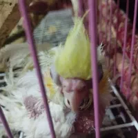 عروس هلندی با تمام لوازم و قفس بزرگ|پرنده|گالیکش, |دیوار