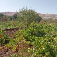 باغ انگور