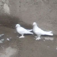 کبوتر|پرنده|تبریز, |دیوار