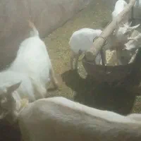 نر بز اصل سانن لنگه سه قول|حیوانات مزرعه|بن, |دیوار