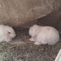 خرگوش