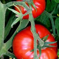 حراج بذر گوجه فرنگی دستگیر