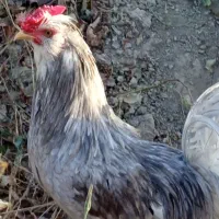 تخم نطفه دار گلین طوسی و پنگوئنی