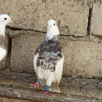 الماسی|پرنده|امیدیه, |دیوار