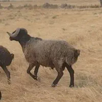قوچ سیاکوب شاخ