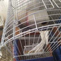 عروس هلندی|پرنده|کهریزک, |دیوار