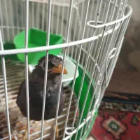 مرغ مینا ۵ ماهه