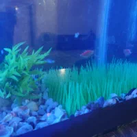 آکواریوم|ماهی|سنقر, |دیوار