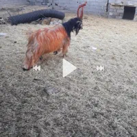 دوبور قوچ میش دوبر بز نربز دبر