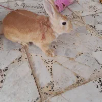خرگوش لوپی
