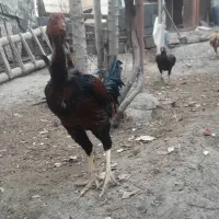 فروش مرغ و خروس لاری و محلی|حیوانات مزرعه|بناب, |دیوار